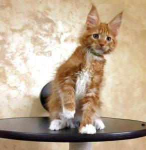 Hunter is a red Maine Coon Cat in Northern California