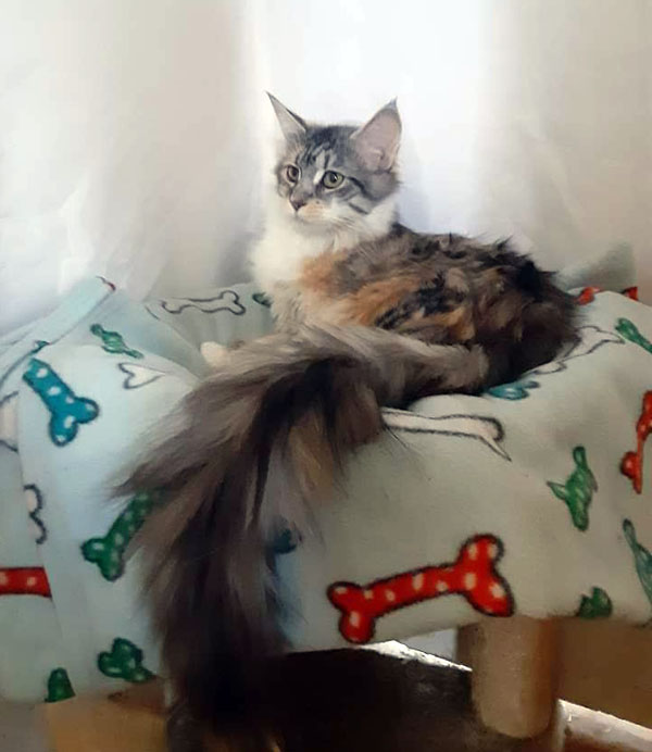 Maine Coon Kittens | Maine Street Cats - Sacramento Ca