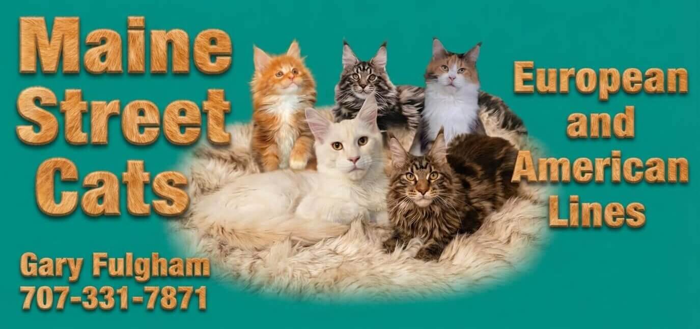 Maine Street Cats