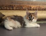 Torbie Maine coon female
