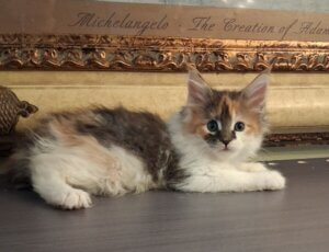 Torbie Maine coon female