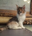 Female Maine Coon kitten with high white