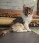 Sweet female Maine Coon kitten