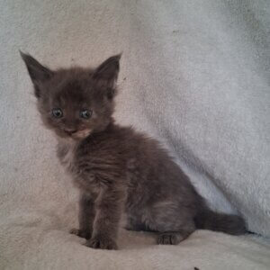 Blue tortie female Maine Coon kitten sitting on a white blanket