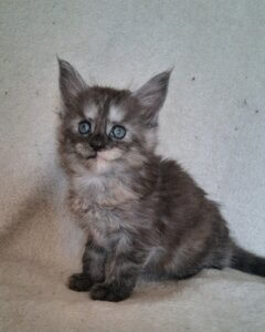 Silver tortie female Maine Coon kitten sitting on a white blanket