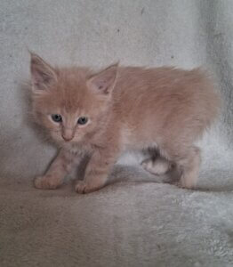 Red Cream Maine Coon male sitting on a white blanket