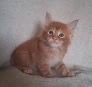Maine Coon kitten male sitting on a white blanket
