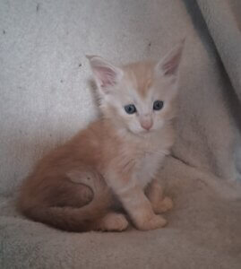 Red silver Maine coon male sitting on a white blanket