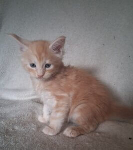 Red silver Maine coon male sitting on a white blanket