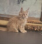 Male red cream Maine Coon kitten Gucci sitting upright looking slightly to the right in front of artwork.