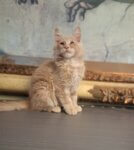 Male red cream Maine Coon kitten named Gucci, born June 29th, sitting in front of artwork.
