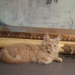 Male red cream Maine Coon kitten Gucci lying down in front of a framed picture of The Creation of Adam.
