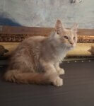 Male red silver Maine Coon kitten Armani lying down on a surface looking toward the right