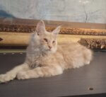 Male red silver Maine Coon kitten Armani lying down on a surface looking toward the right.