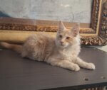 Male red silver Maine Coon kitten Armani lying down on a table in front of framed artwork.